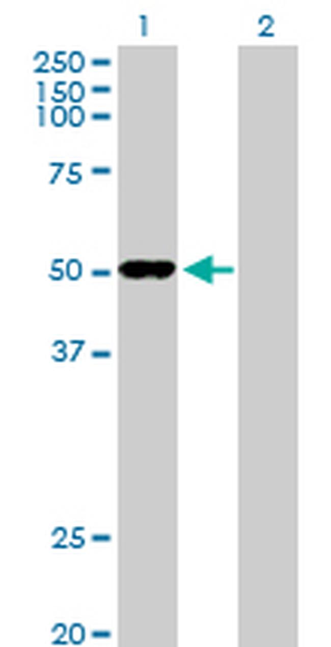 ODC1 Antibody in Western Blot (WB)