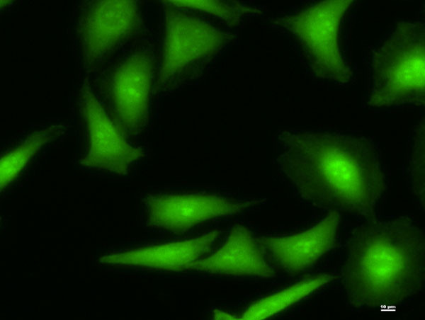 ODC1 Antibody in Immunocytochemistry (ICC/IF)
