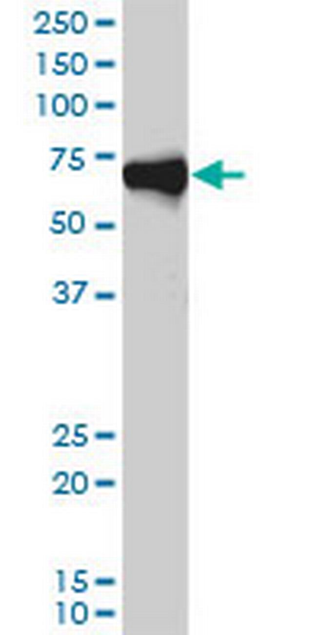 ORC2L Antibody in Western Blot (WB)