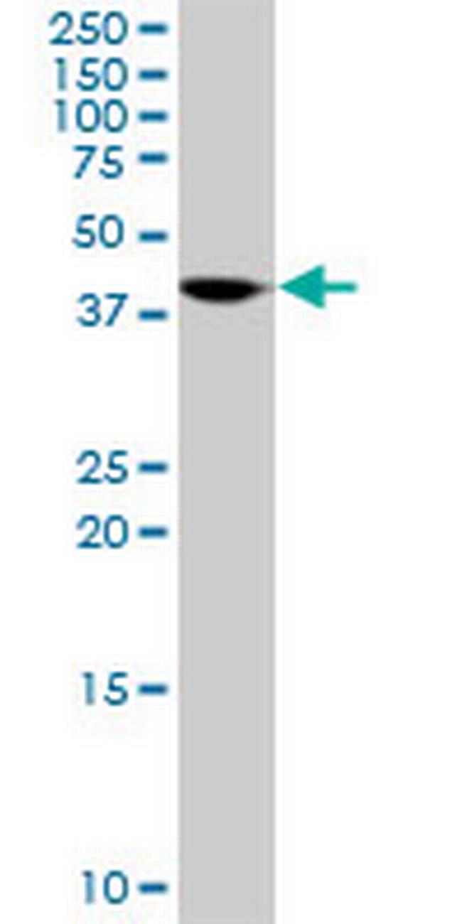 ORC4L Antibody in Western Blot (WB)