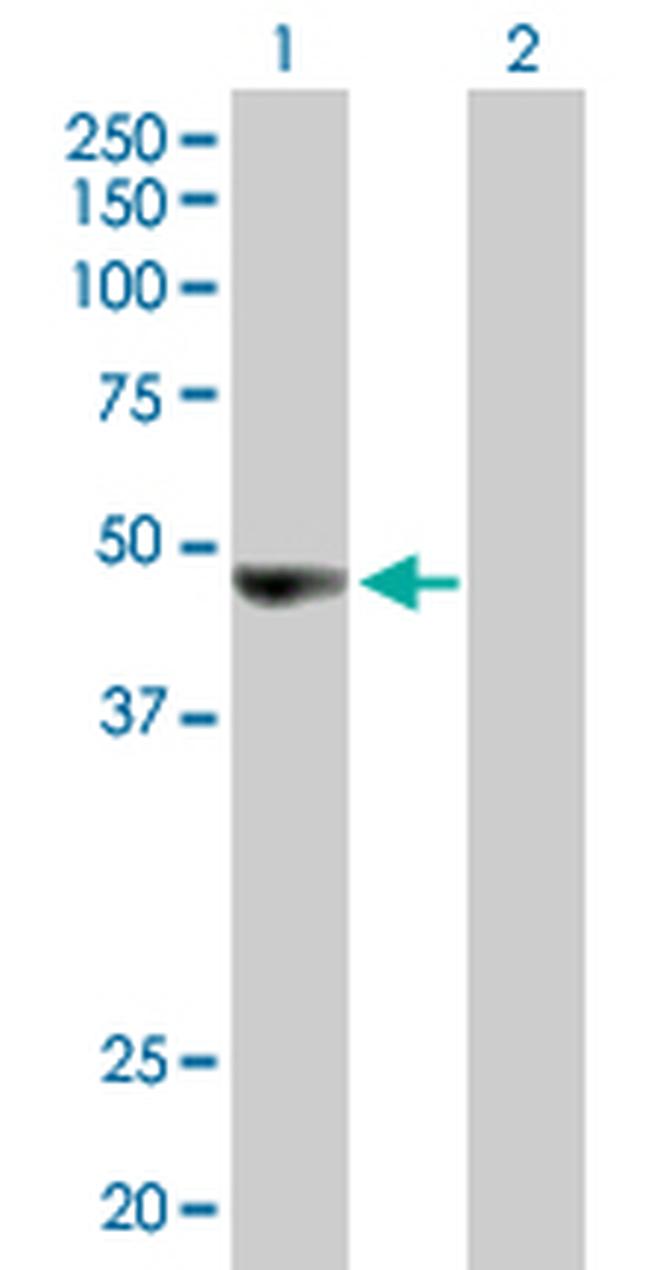ORC4L Antibody in Western Blot (WB)