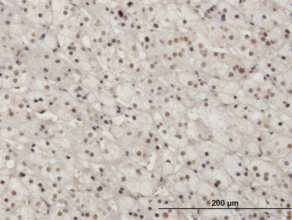 PAX2 Antibody in Immunohistochemistry (Paraffin) (IHC (P))