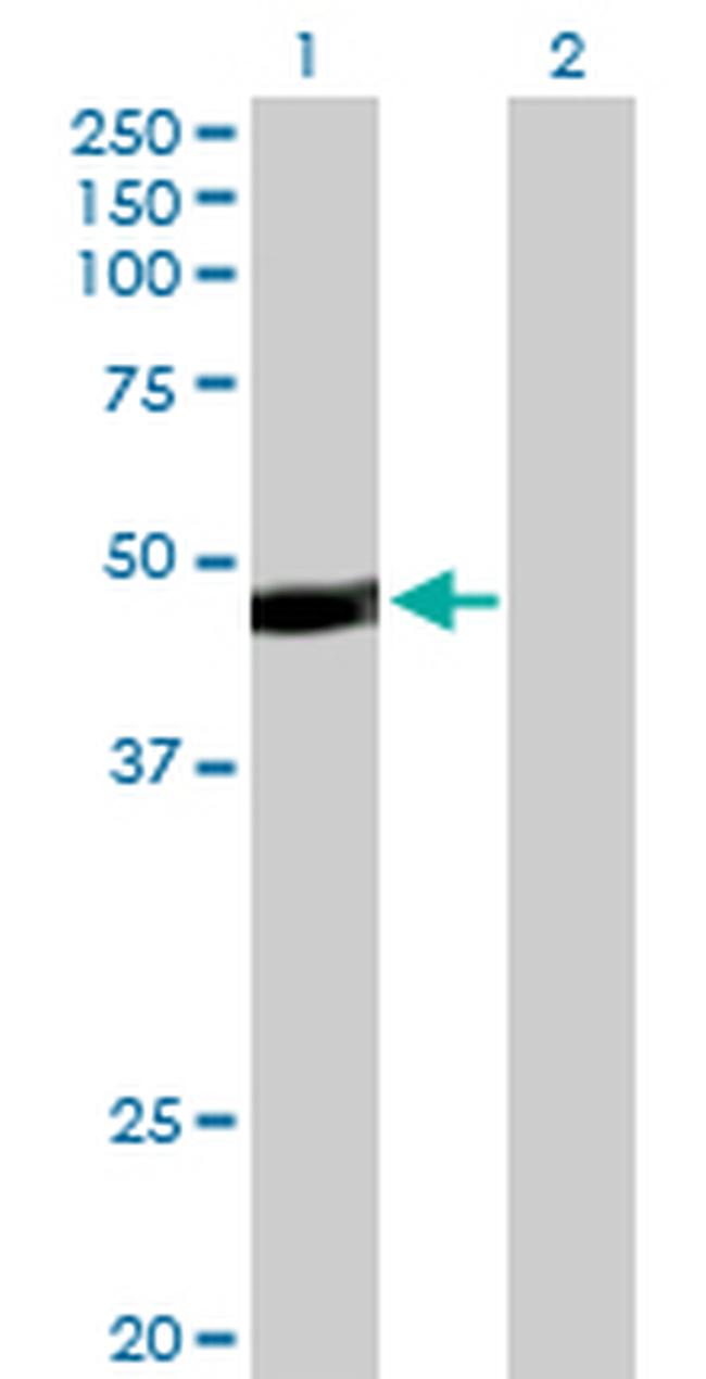PAX5 Antibody in Western Blot (WB)