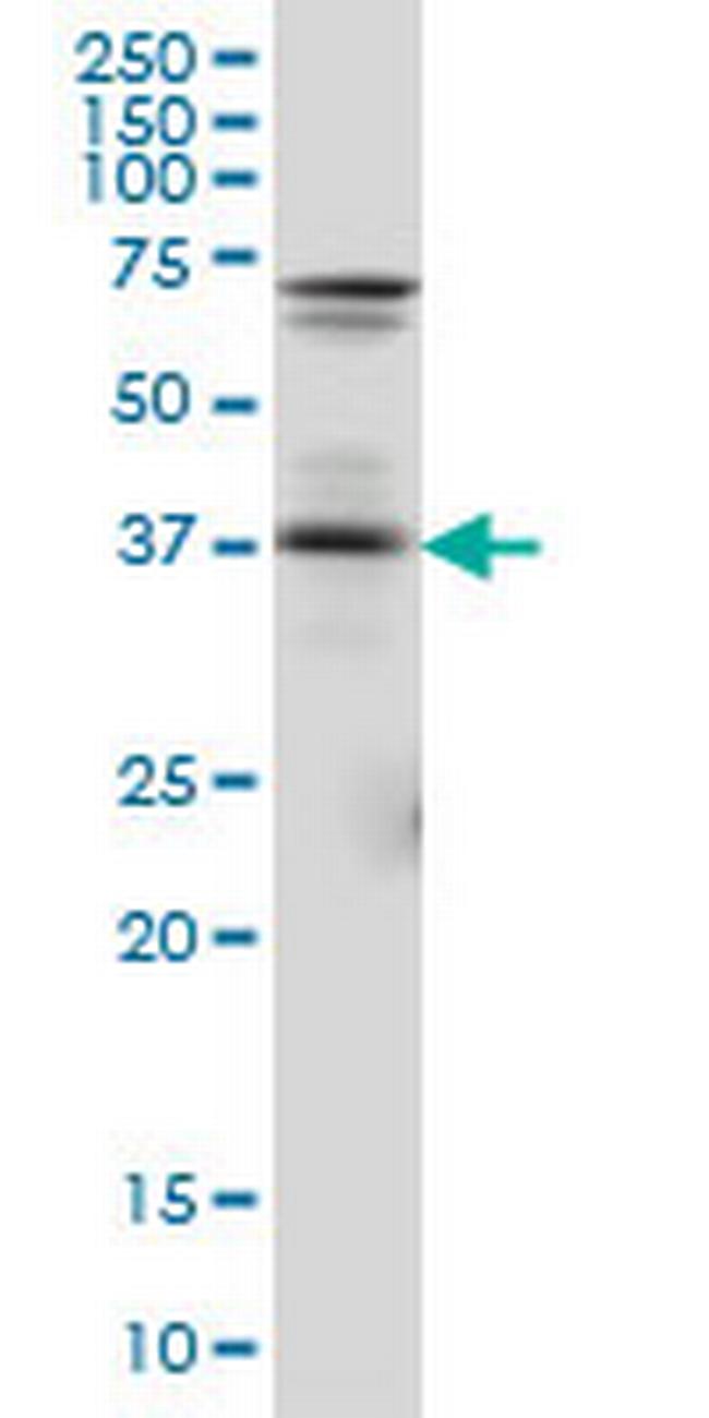 PAX5 Antibody in Western Blot (WB)