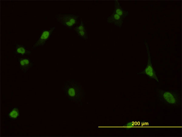 PBX1 Antibody in Immunocytochemistry (ICC/IF)