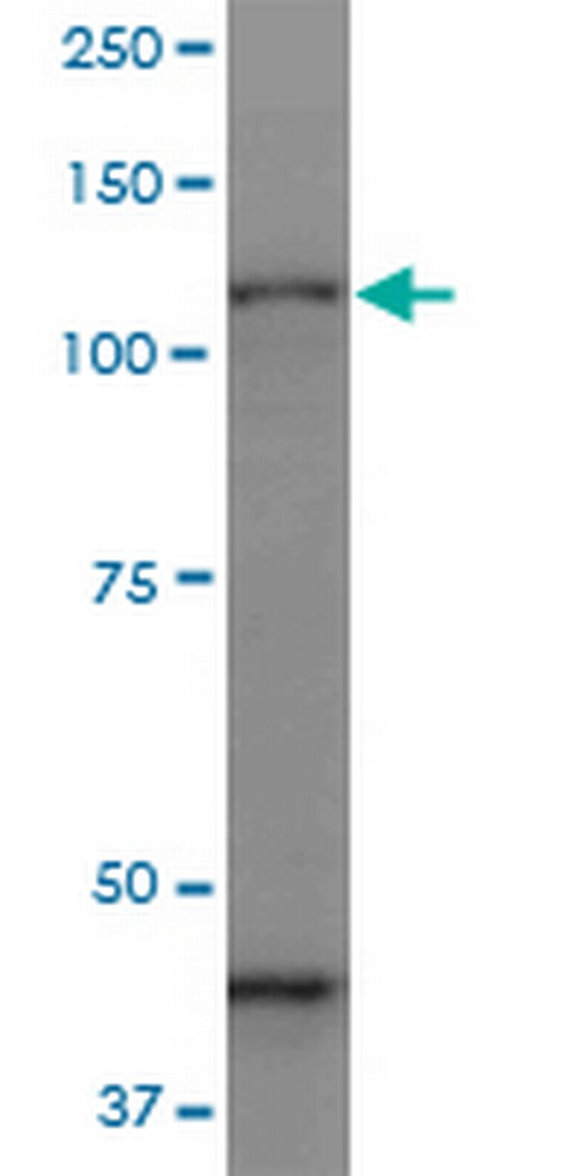 PCDHGC3 Antibody in Western Blot (WB)