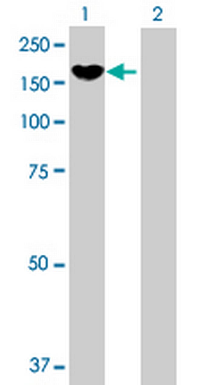 PCDH8 Antibody in Western Blot (WB)