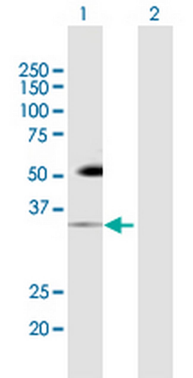 PDCD1 Antibody in Western Blot (WB)