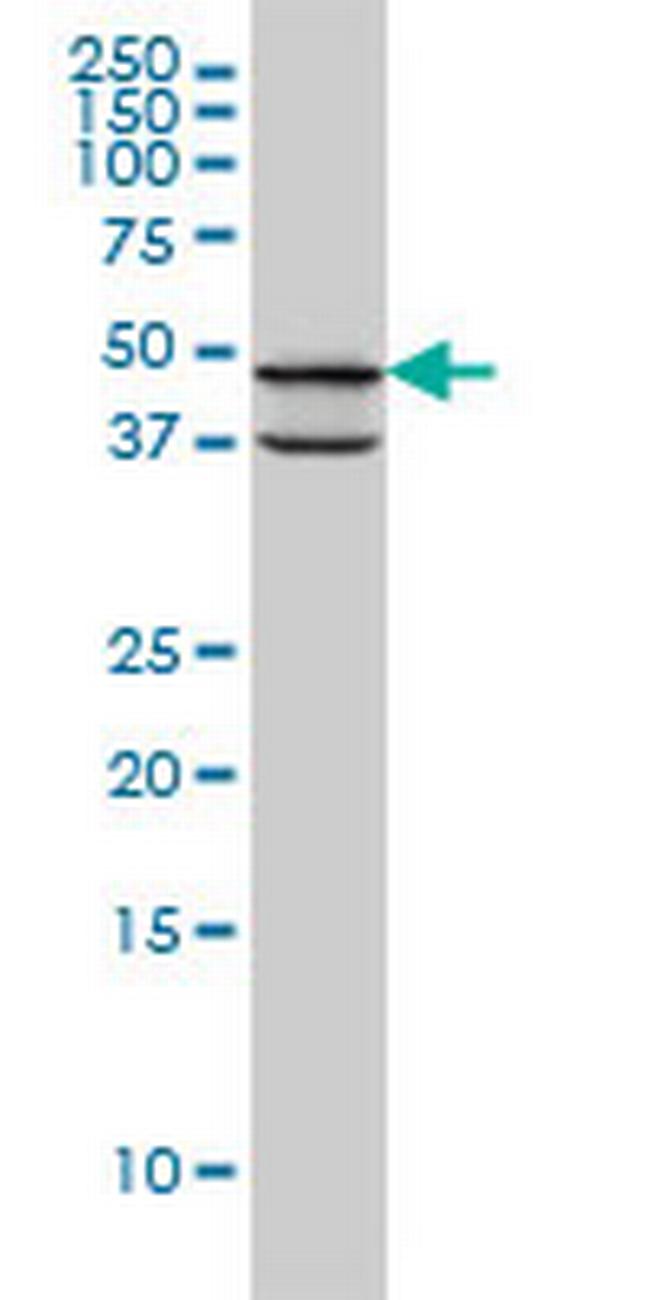 PDK3 Antibody in Western Blot (WB)