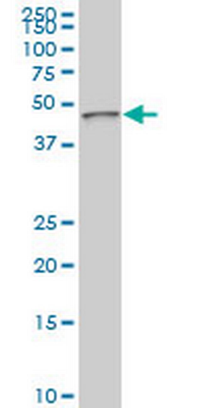 PDK3 Antibody in Western Blot (WB)