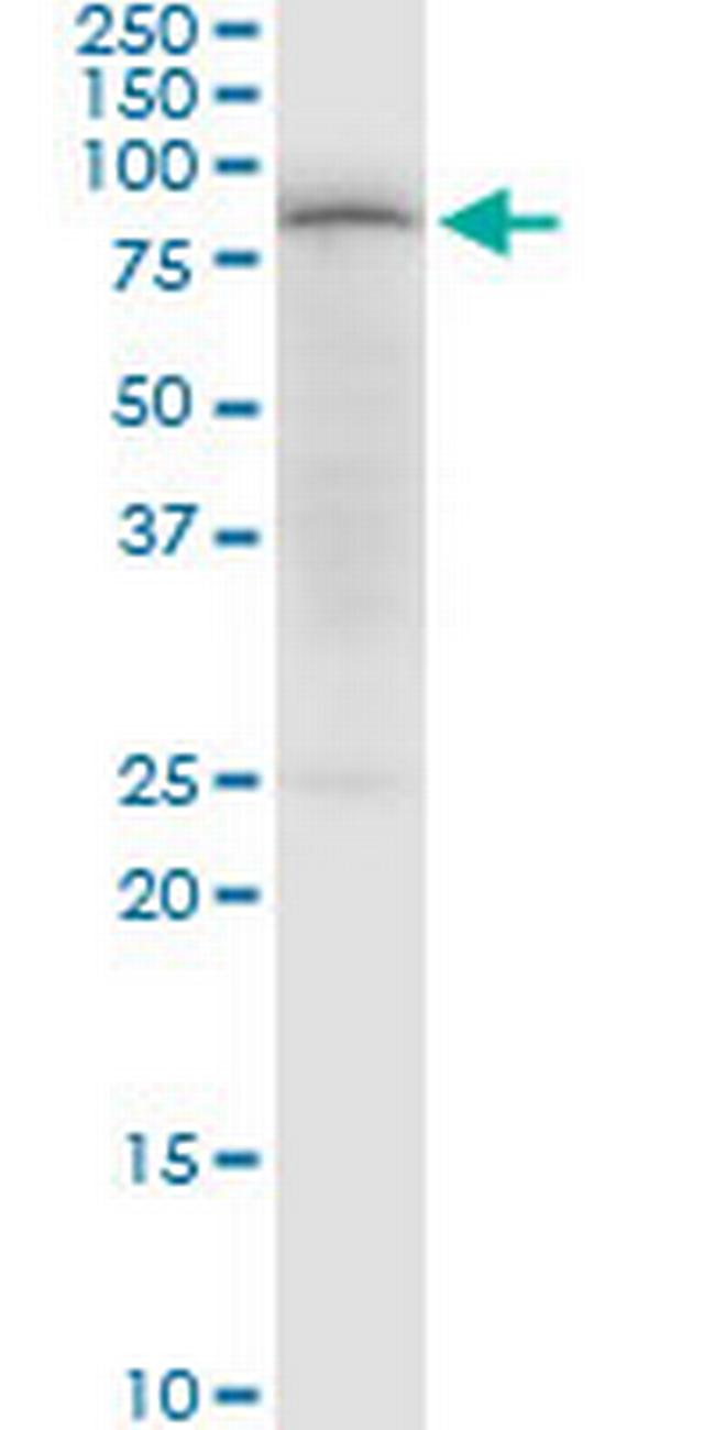 PDPK1 Antibody in Western Blot (WB)