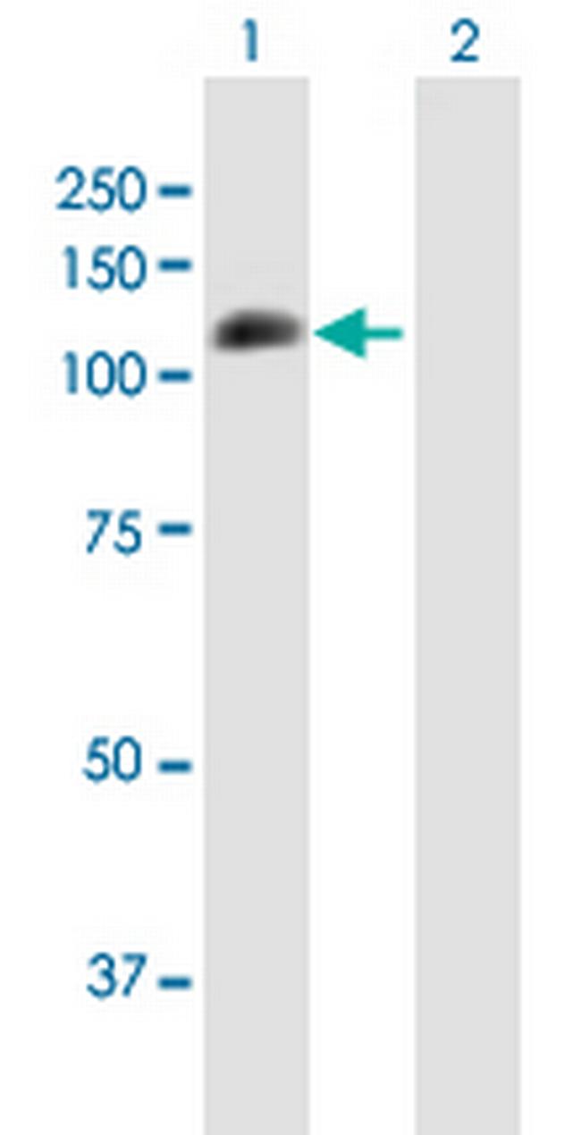 PECAM1 Antibody in Western Blot (WB)