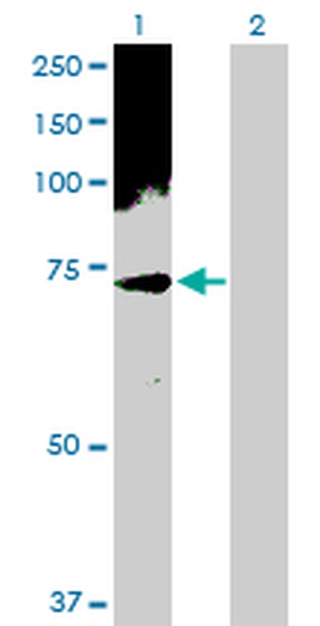 PHF1 Antibody in Western Blot (WB)