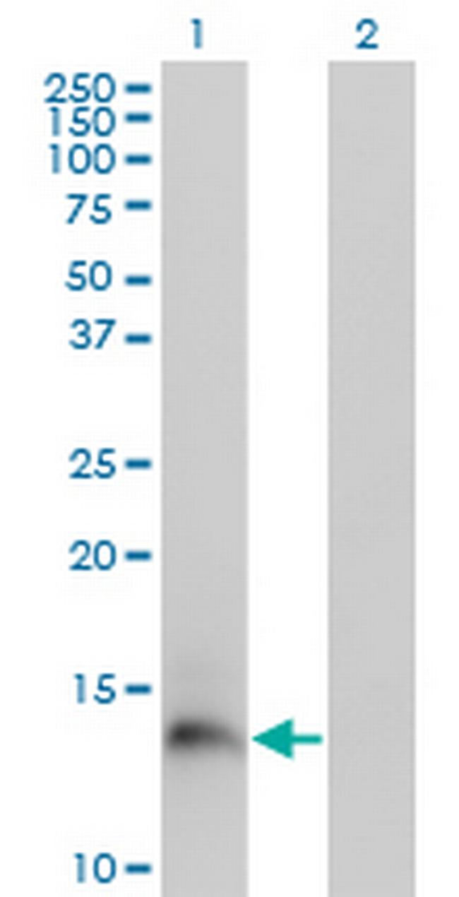 PI3 Antibody in Western Blot (WB)