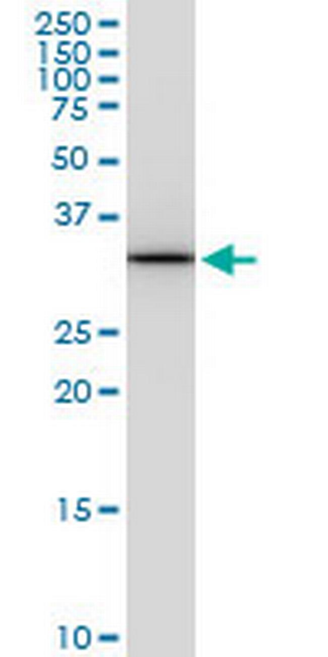 PITPNA Antibody in Western Blot (WB)
