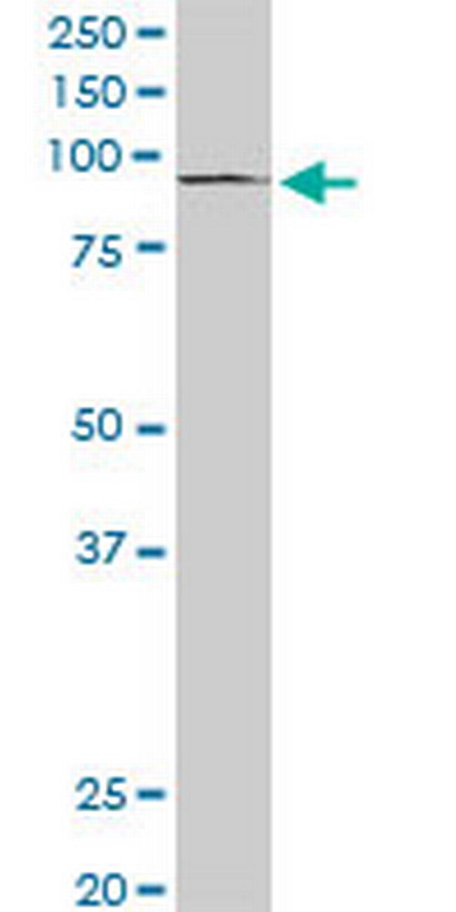 PML Antibody in Western Blot (WB)