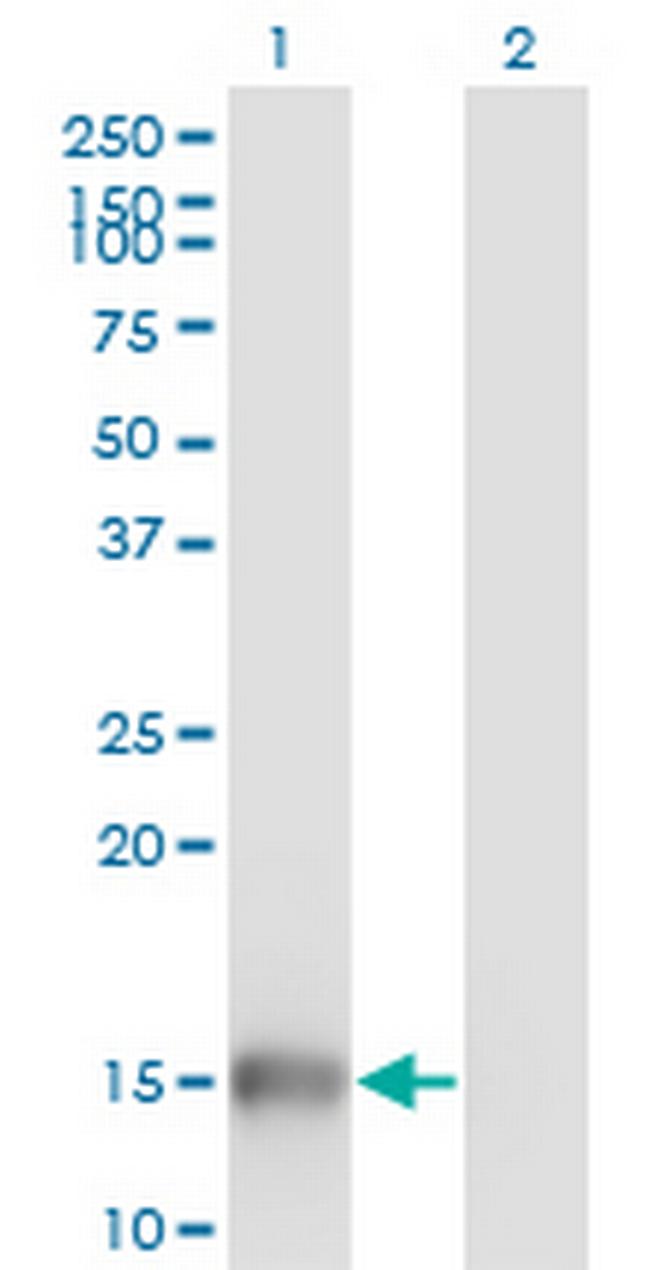 UBL3 Antibody in Western Blot (WB)