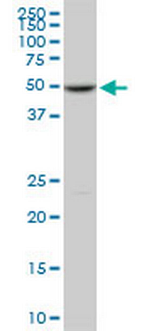 POLE2 Antibody in Western Blot (WB)