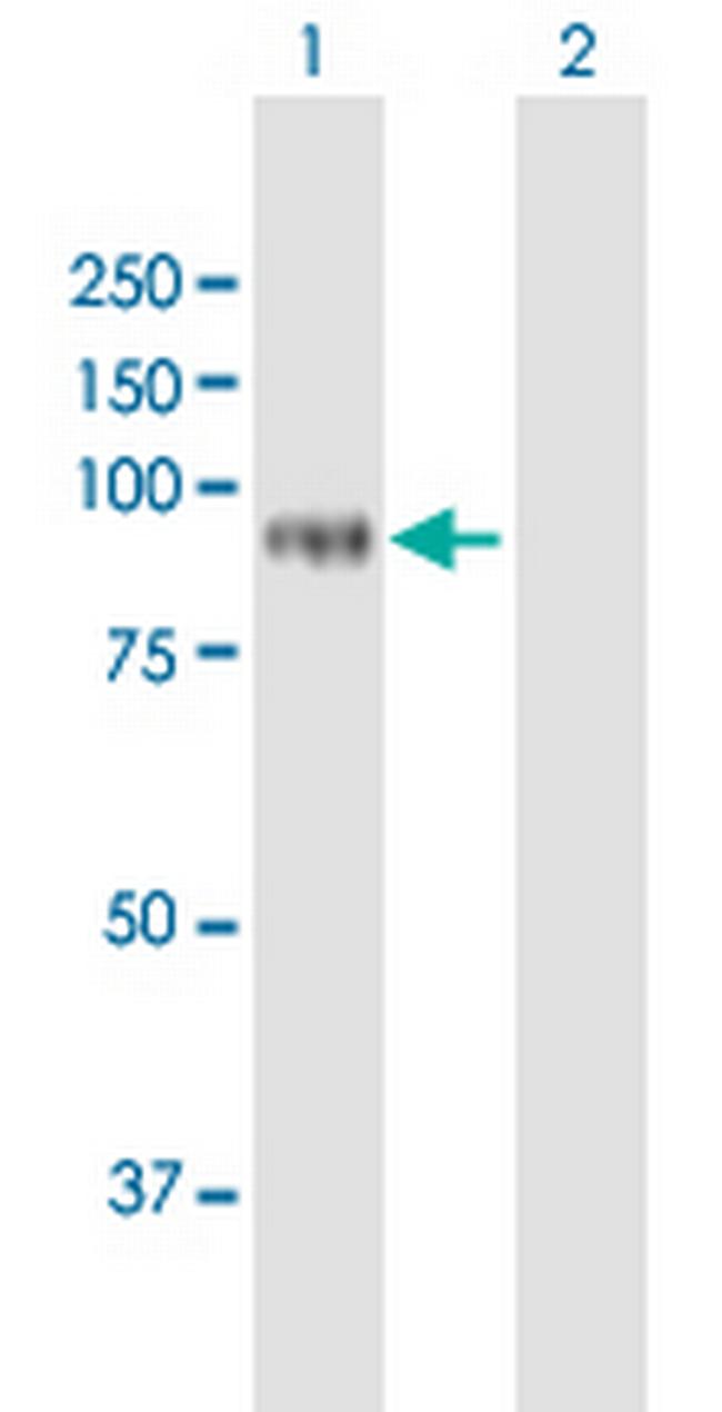 POLH Antibody in Western Blot (WB)