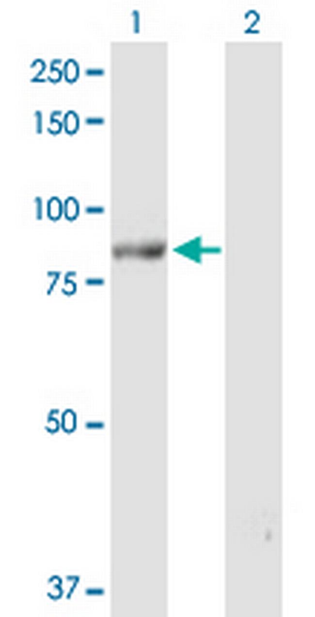 POLH Antibody in Western Blot (WB)