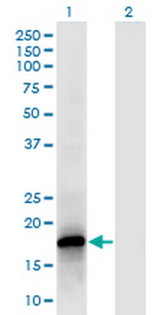 POLR2F Antibody in Western Blot (WB)