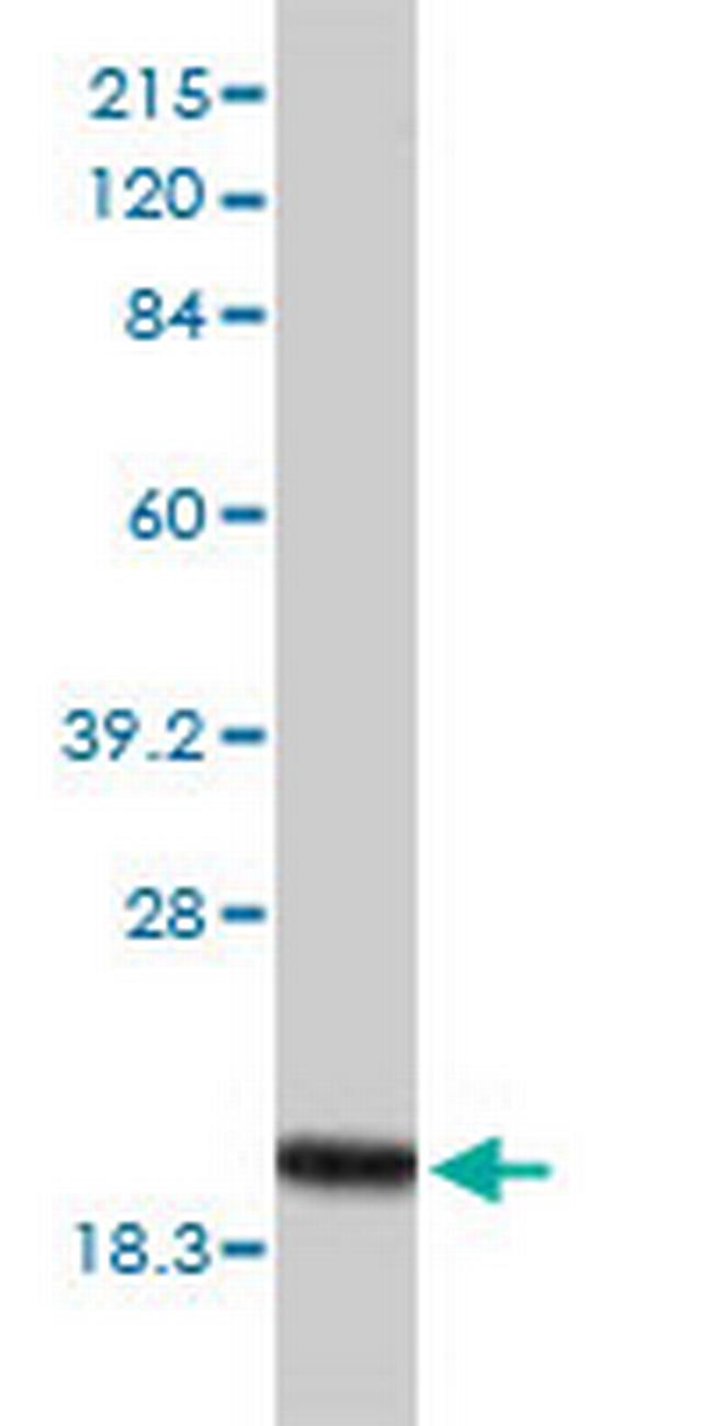 POLR2H Antibody in Western Blot (WB)