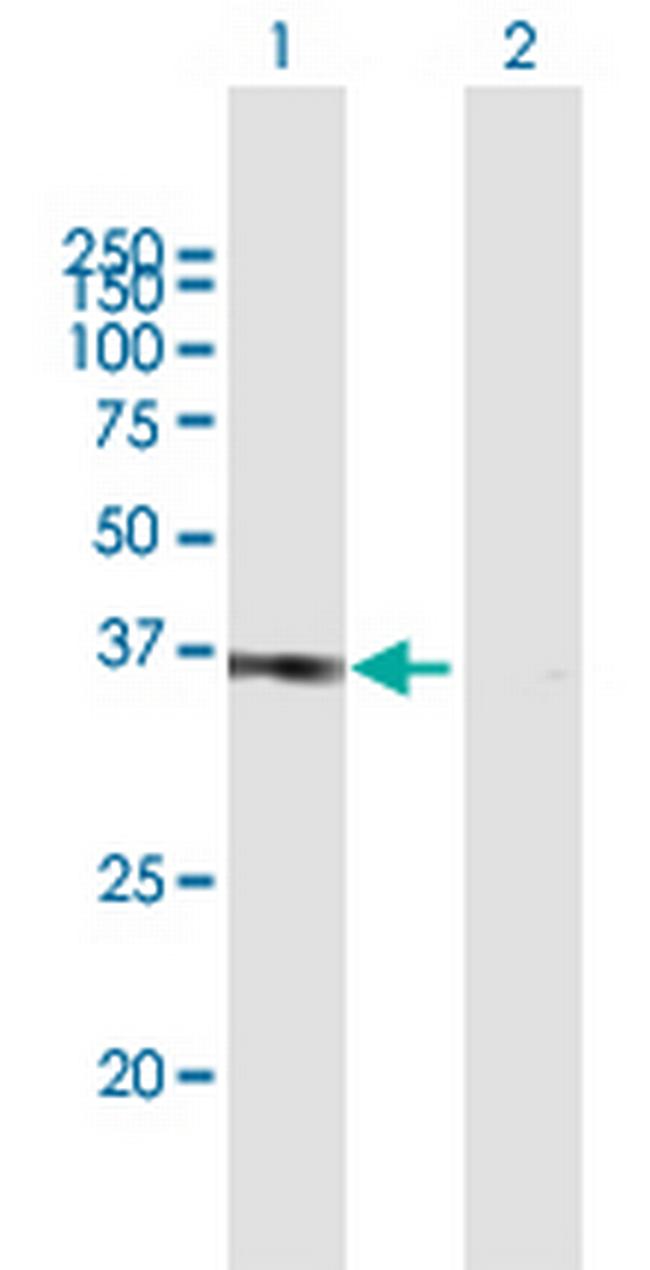 POU6F1 Antibody in Western Blot (WB)