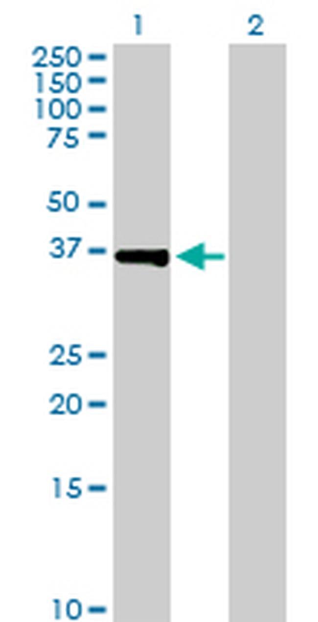 POU6F1 Antibody in Western Blot (WB)