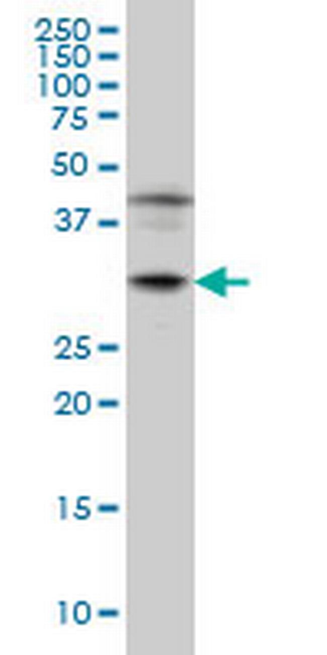 POU6F1 Antibody in Western Blot (WB)