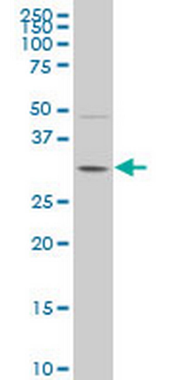 POU6F1 Antibody in Western Blot (WB)
