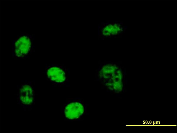PPP1R7 Antibody in Immunocytochemistry (ICC/IF)