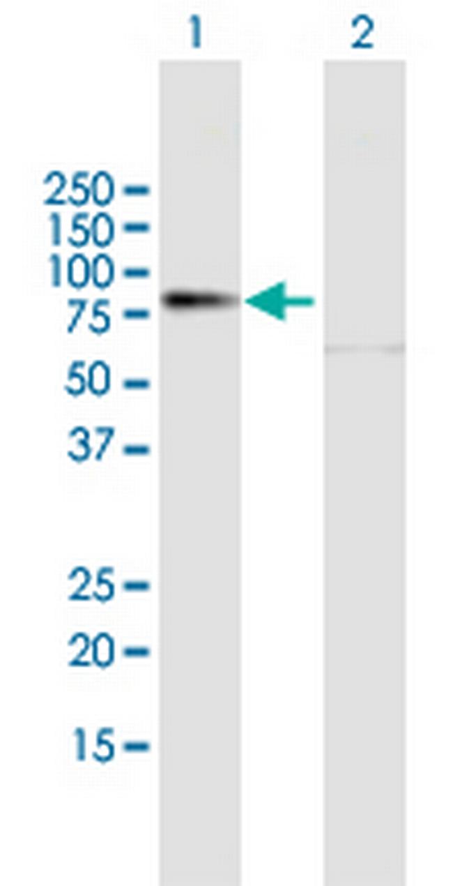 PREP Antibody in Western Blot (WB)