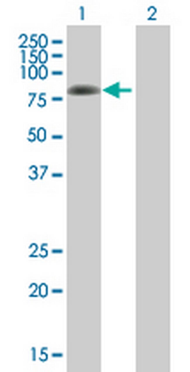 PRKCD Antibody in Western Blot (WB)