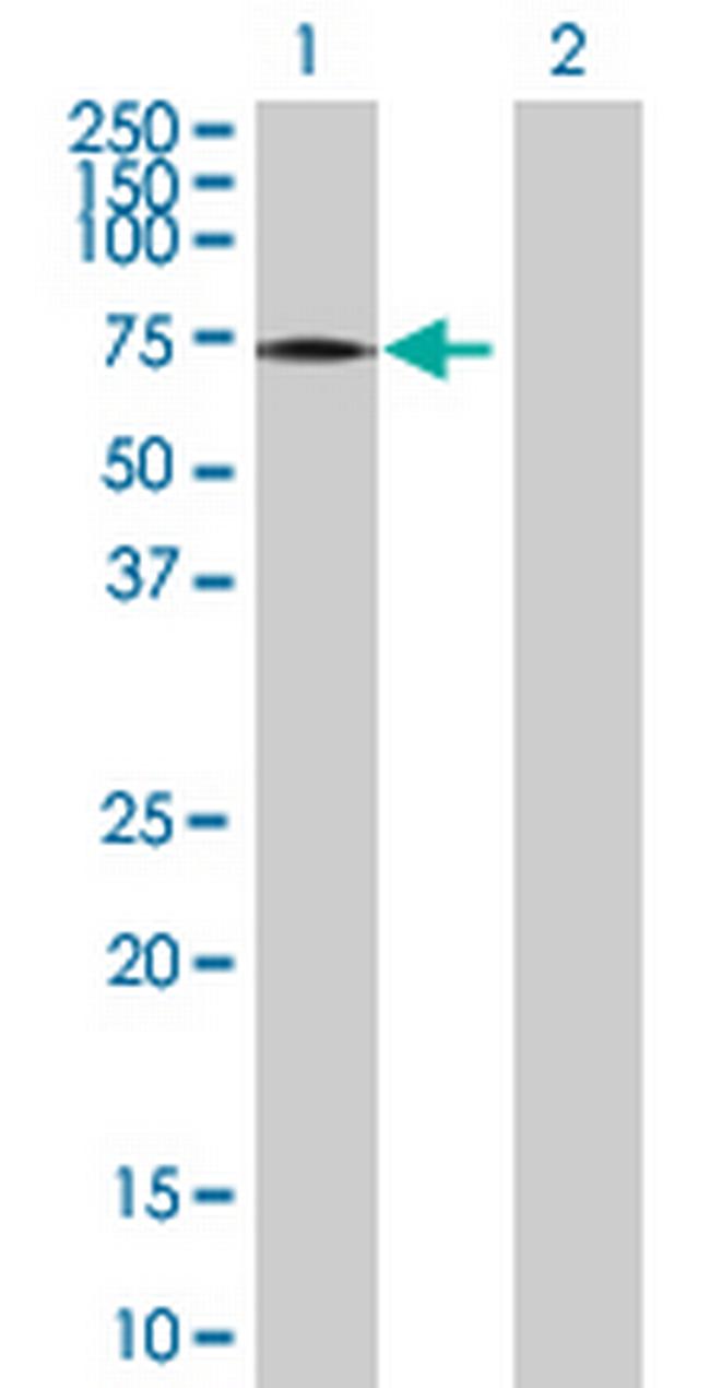 PRKCZ Antibody in Western Blot (WB)