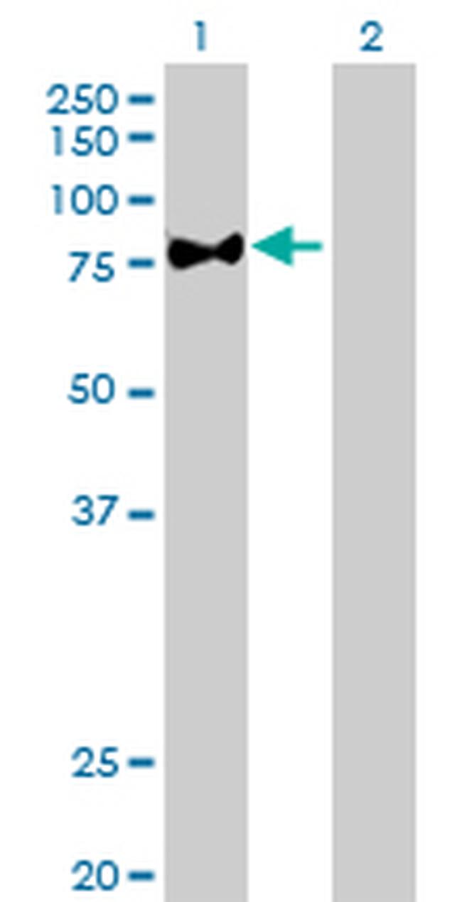 PRKCZ Antibody in Western Blot (WB)