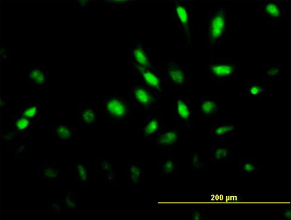 MAPK6 Antibody in Immunocytochemistry (ICC/IF)
