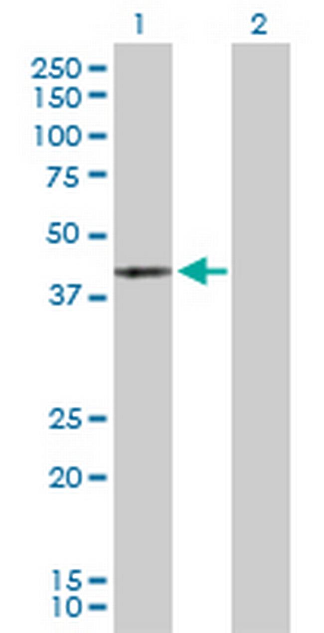 MAPK13 Antibody in Western Blot (WB)