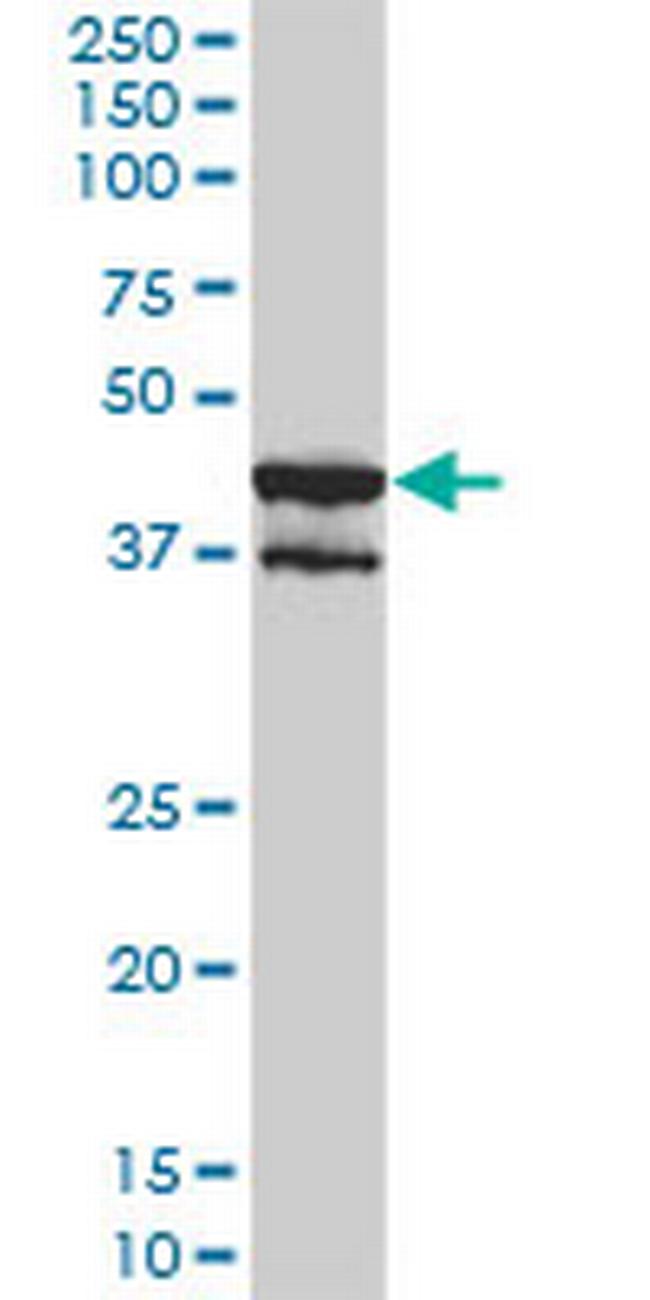 MAPK13 Antibody in Western Blot (WB)