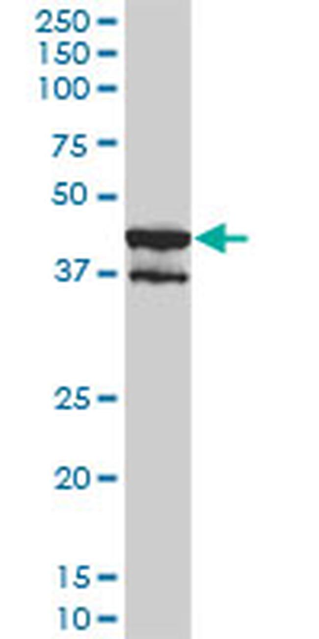 MAPK13 Antibody in Western Blot (WB)