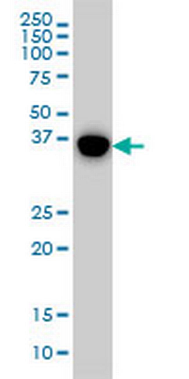 MAPK13 Antibody in Western Blot (WB)