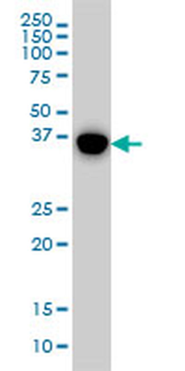 MAPK13 Antibody in Western Blot (WB)