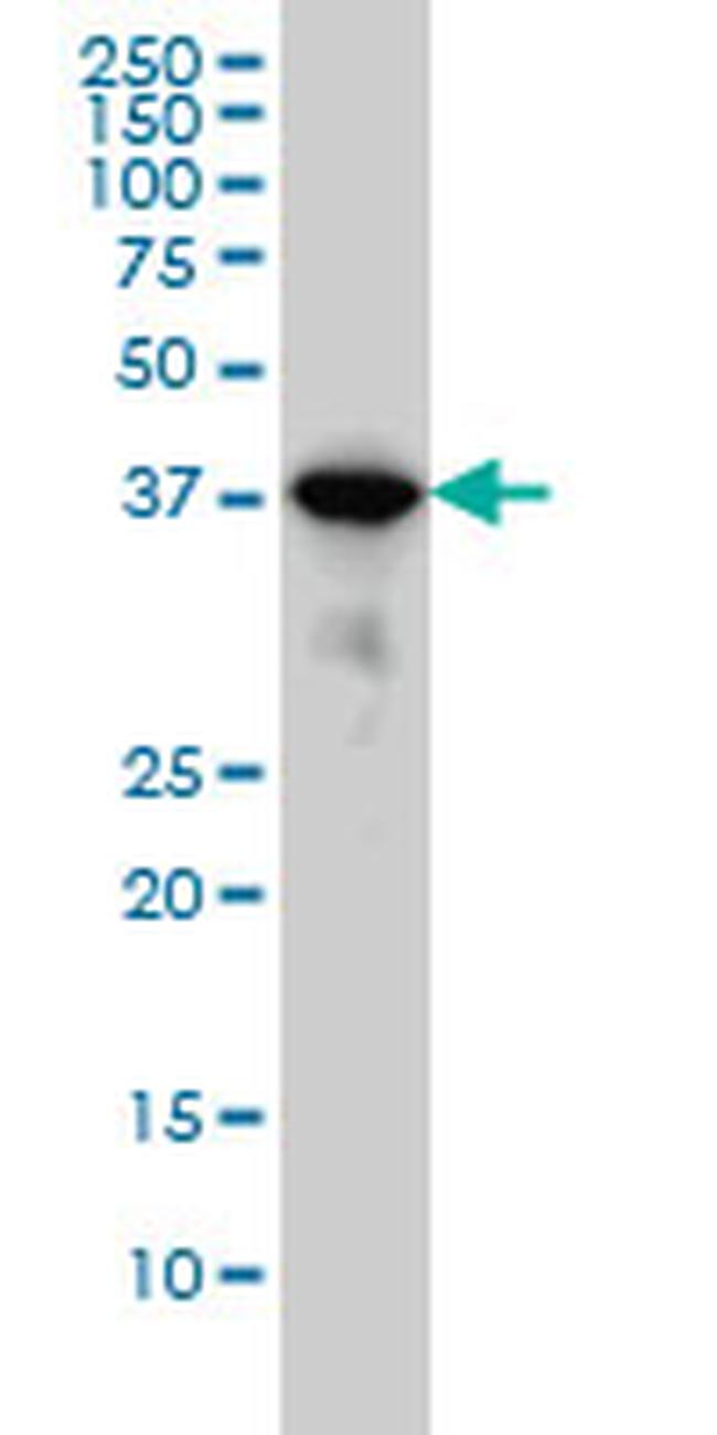 MAPK13 Antibody in Western Blot (WB)