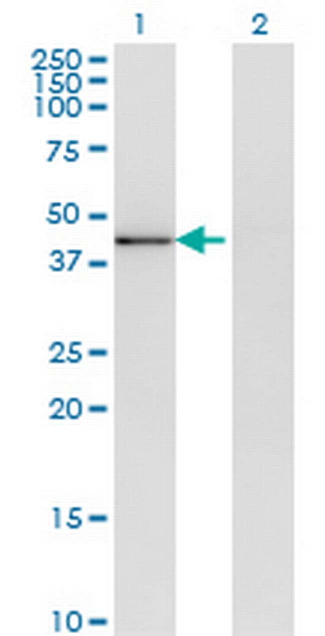 MAPK13 Antibody in Western Blot (WB)