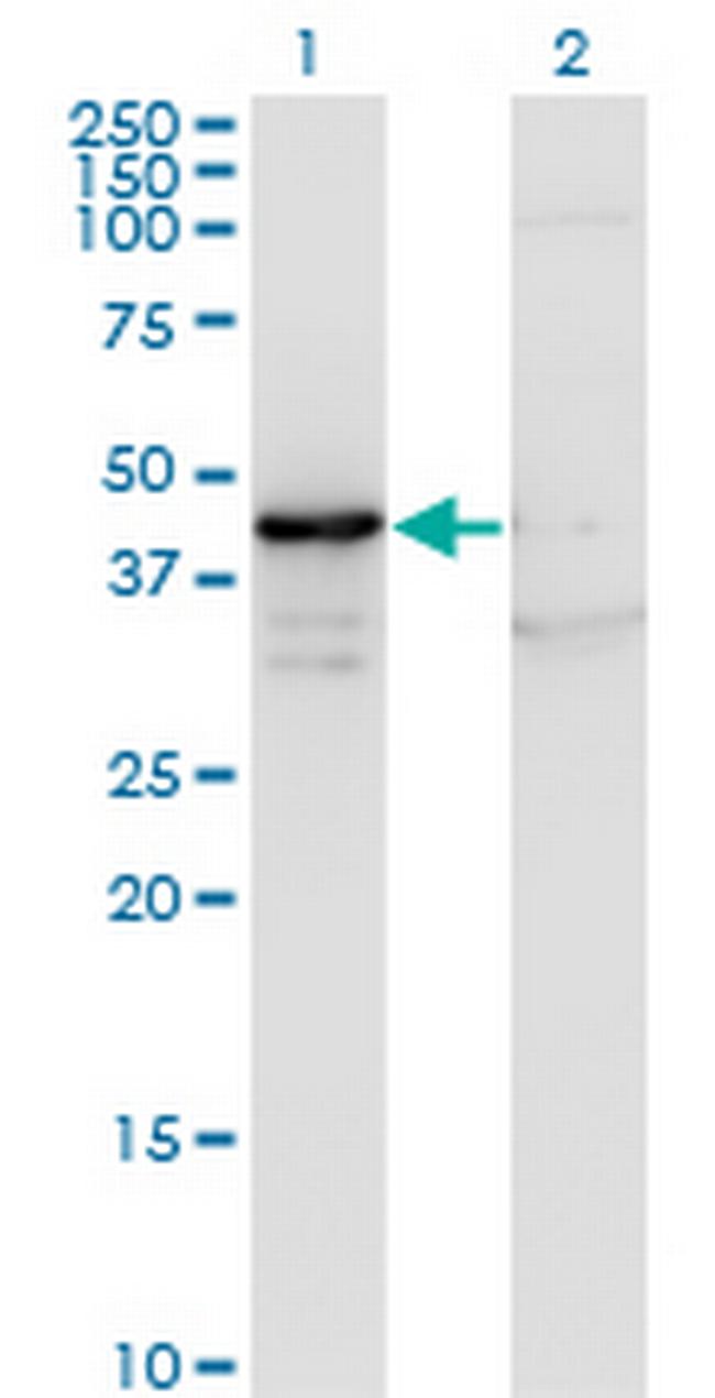 MAPK13 Antibody in Western Blot (WB)