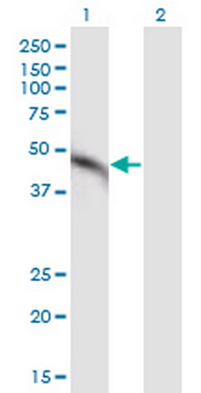MAP2K2 Antibody in Western Blot (WB)