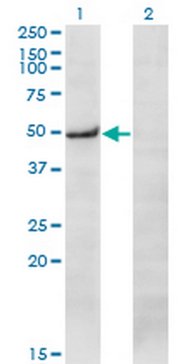 PRKX Antibody in Western Blot (WB)