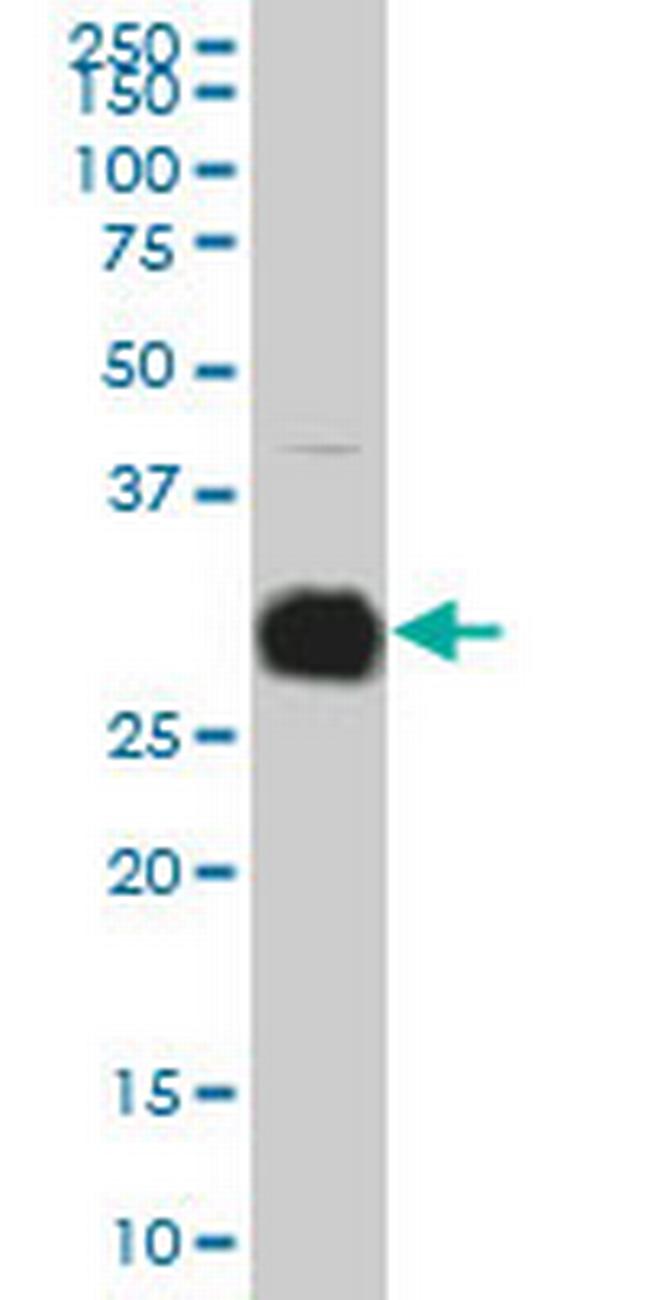 KLK10 Antibody in Western Blot (WB)