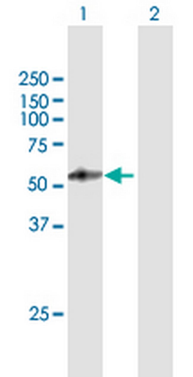 PSG4 Antibody in Western Blot (WB)