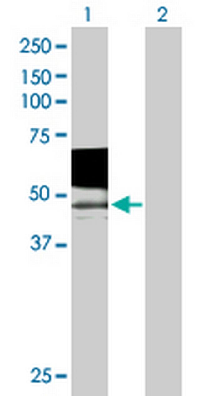 PSG9 Antibody in Western Blot (WB)