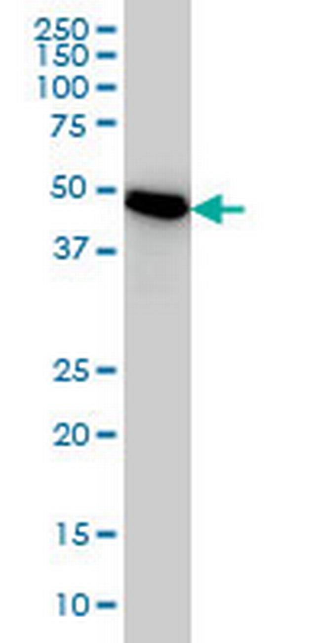 PSMC3 Antibody in Western Blot (WB)